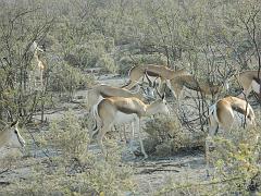 NamibiaBotswana157