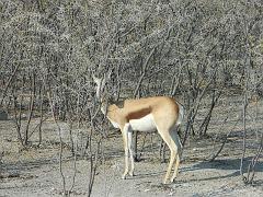 NamibiaBotswana166