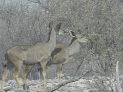 NamibiaBotswana182